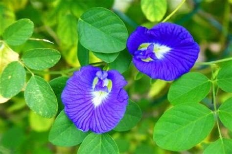 Maybe you would like to learn more about one of these? Popular Flowers Names in Malayalam • India Gardening