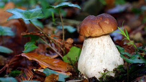 Съедобные грибы (36 фото) в 2020 г | Грибы, Белый гриб, Природа