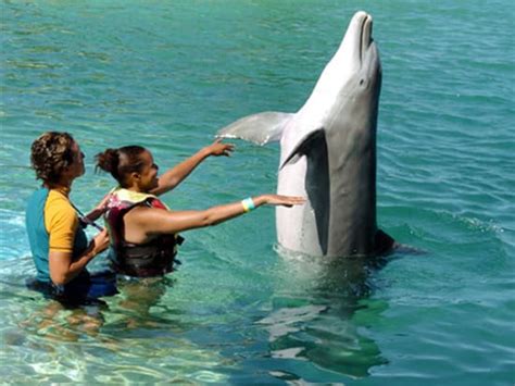 Sea Life Park Dolphin Royal Swim Hawaii Experience And Day Pass Tours