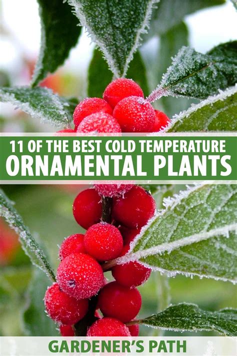 11 Of The Best Cold Temperature Ornamental Plants For The Fall Garden