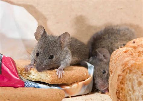 6 Cara Mencegah Penyakit Yang Disebabkan Oleh Tikus Berita Viral