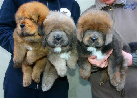 Tibetan Mastiff Puppies For Sale New York Ia 162742