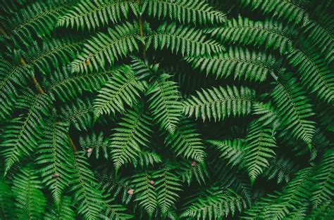 Green Texture Pictures Download Free Images On Unsplash