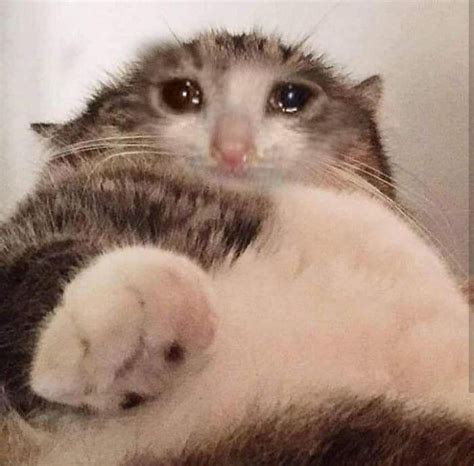 Pin On Misc Sad Cat Memes