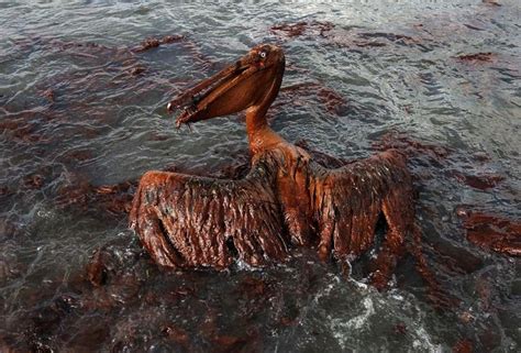 Ten Years Later Bp Oil Spill Continues To Harm Wildlifeespecially