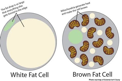 How Brown Fat Can Supercharge Weight Loss Happy Body Formula