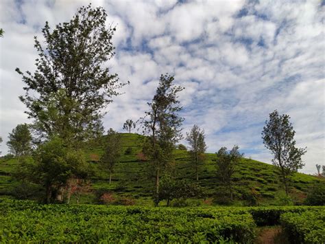 Nah, silakan pilih metode yang paling sesuai akun kamu. Nomor Hp Pengelola Kebun Teh Cipasung Majalengka : Nomor ...