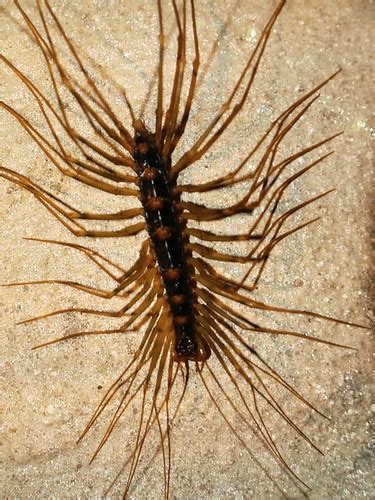 Giant Centipede Came Across This Giant Long Legged Centipe Flickr