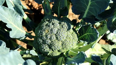Can You Grow Broccoli In A Pot Detailed Guide Gardening Tips And Tricks