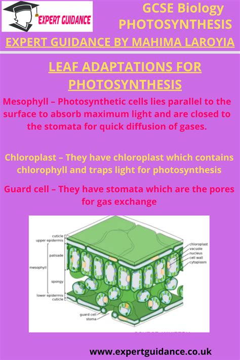 Gcse Biology Photosynthesis Leaf Adaptations For Photosynthesis Complete Revision Summary