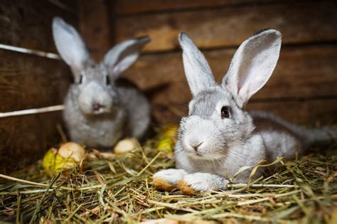 Tips For Keeping Your Rabbit Active Healthy And Happy Vetiq Healthy