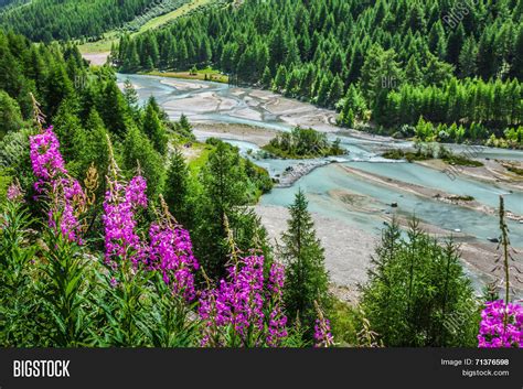 Swiss Alps Flowers On Image And Photo Free Trial Bigstock
