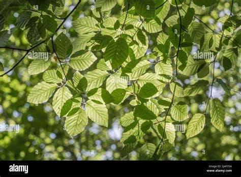 Mass Of Beech Fagus Sylvatica Leaves In Sunlit Tree Canopy Bbeech