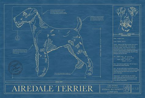 Pet Dog Animal Art Print Drawings Breeds From A To B Animal Blueprints