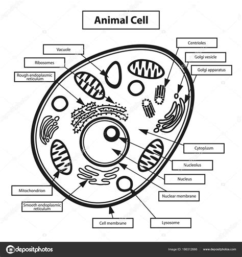Ilustração Célula Animal Educação — Vetor De Stock © Mictoon 186312666