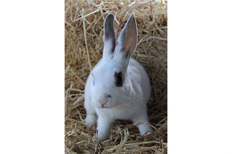 Great Huh Love Rabbits Visit Us By Clicking Active Link On Our Bio