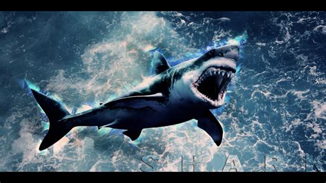 Sharks Wallpapers 60 Images