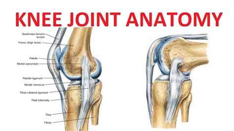 Knee Joint Anatomy Youtube