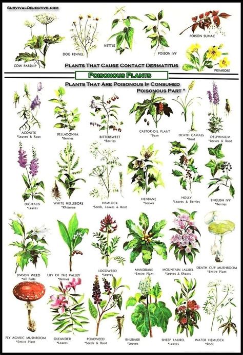 Wild Plants You Can Eat A List Of Edible Wild Plants Poisonous