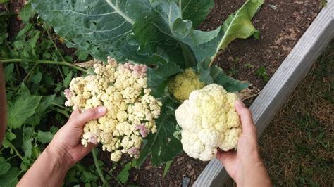 Caring For Cauliflower Plant Now For A Spring Harvest