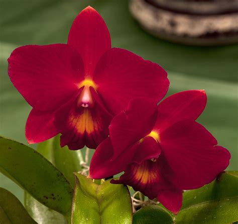 Cattleya Orchid Red Orchid Flowers