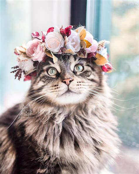 I kinda feel sorry for him. Beautiful Flower Crowns for Your Cat | Design Swan