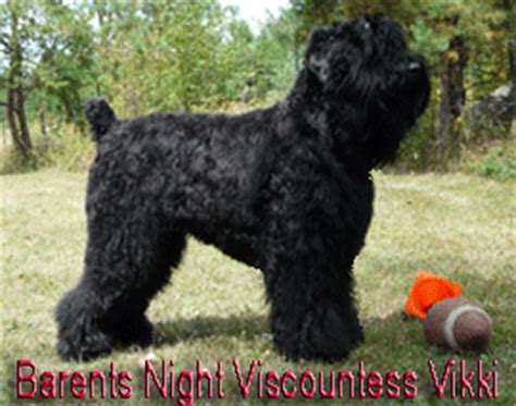 They will be eager to please their owner and will take direction well. Black Russian Terrier puppies FOR SALE ADOPTION from ...