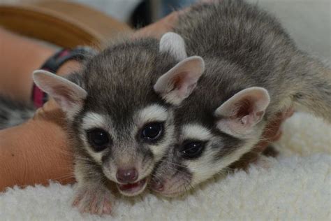 Ringtail Cubs Debut At The Living Desert Zooborns
