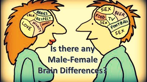 Male Female Brain Differences General Knowledge Gambaran