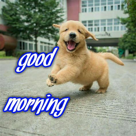 Good Morning Slavanya New Good Morning Dog Good Morning Animals