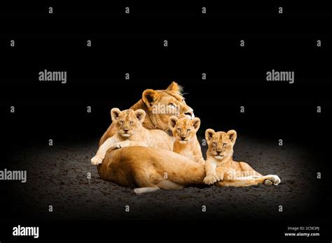 Lion Panthera Leo Lioness And Three Cubs Together Stock Photo Alamy
