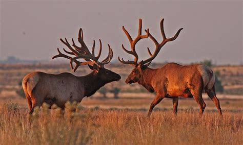 The Hanford Bull Elk Washington State Find Outfitters Hunting Trips