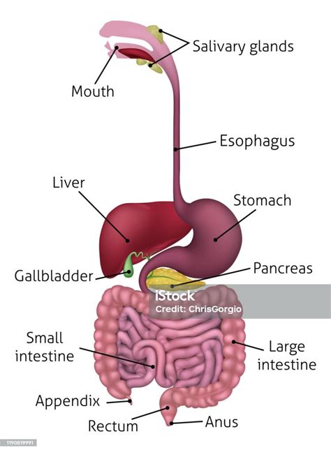 Human Gastrointestinal Digestive System And Labels Stock Illustration