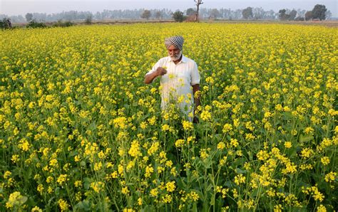 Better Prices Attract Farmers Towards Mustard Cultivation The Tribune