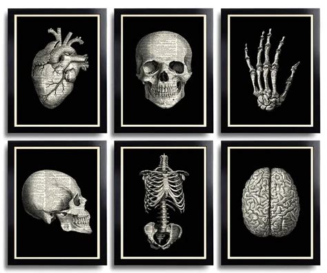 Skeleton Flower Skull Art Print Art Print Ts Anatomy Art Human
