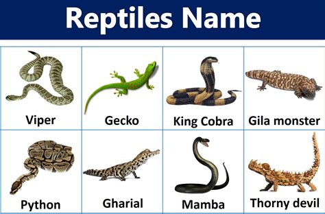 48 Reptiles Names With Pictures Ilmist