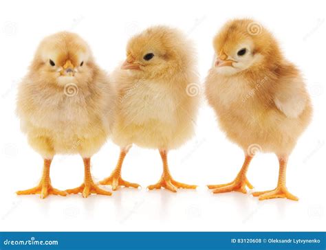 Three Chicks Stock Photo Image Of Chickens Young Newborn 83120608