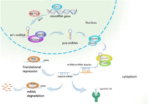 Rna Biogenesis Mirna Genes Are Usually Transcribed By Rna Polymerase