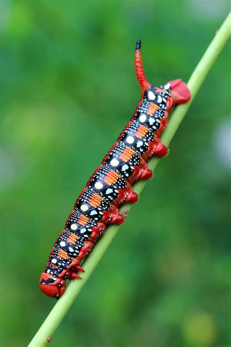 Any of various similar larvae. Capturing Symbolic Caterpillar Meaning on Whats-Your-Sign