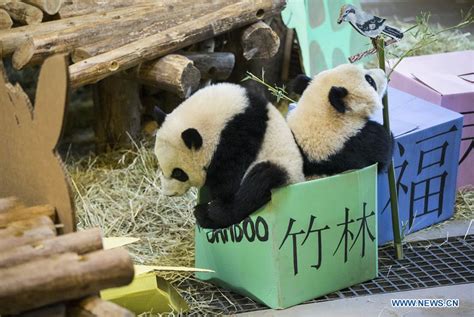 Birthday Celebration Held For Giant Panda Cubs At Toronto Zoo 4