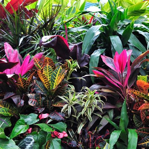 Tropical Plant Garden Design Urban Style Design