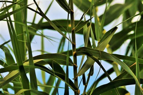 Blade Leaves Of Reeds Free Stock Photo Public Domain Pictures