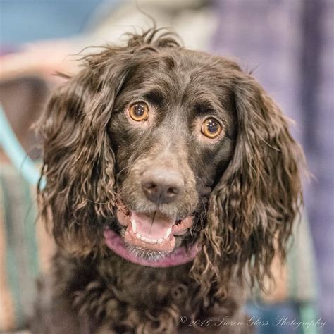 A boykin spaniel is a pleasing and an active dog. BOYKIN SPANIEL PUPPIES - BOYKIN SPANIEL SOCIETY