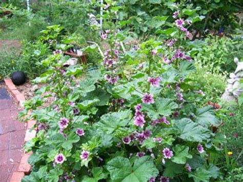 Free delivery for many products! Malva sylvestris 'Zebrina' - Grote kaasjeskruid | De ...
