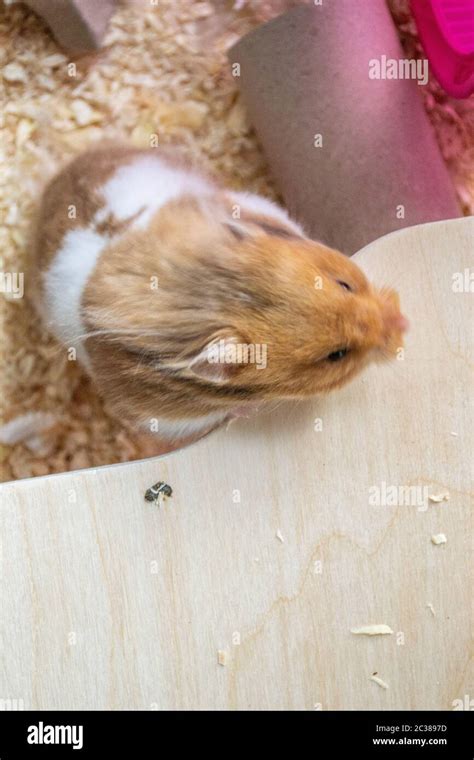 Syria Hamster Hi Res Stock Photography And Images Alamy