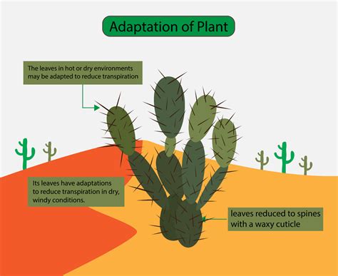 Cacti lack leaves, but have long spines instead, and tend to be genuinely thorny. Science of Desert Life: What Is It To Live In A Desert?