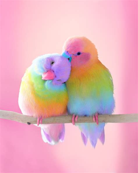 Rainbow Fluffy Birds Wallpapers Wallpaper Cave