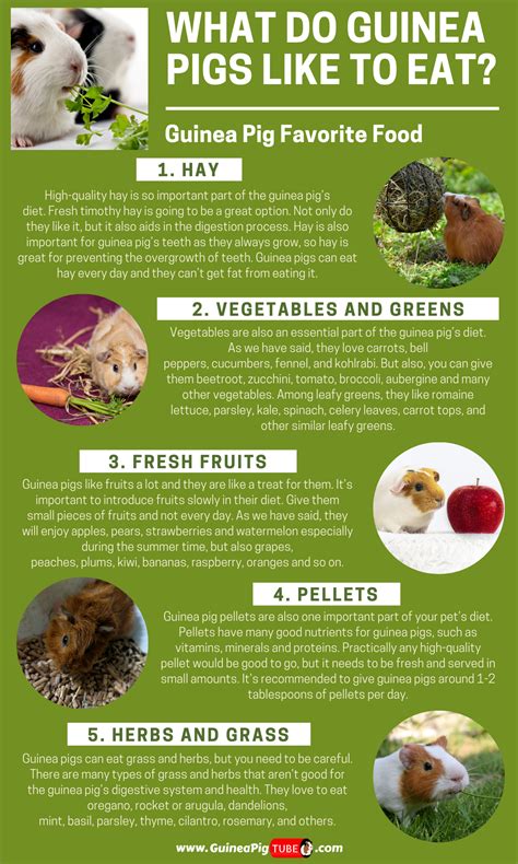 What do wild guinea pigs eat? What Foods Can Guinea Pigs Eat - Wayang Pets