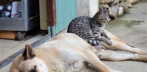 Why Your Dog Kills Cats And How To Stop It Daily Dog Stuff