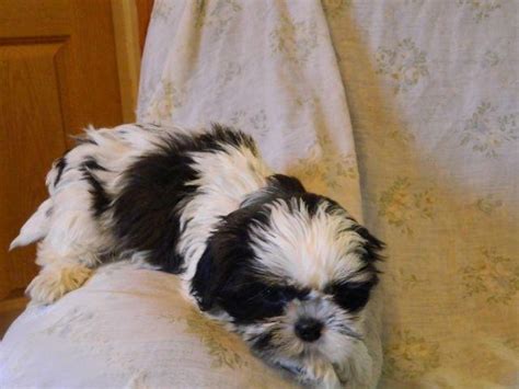 Participate in our shitzu mission and help us continue creating a better tomorrow for our rescues. Shih-Tzu Puppies 8 weeks old for Sale in Little Falls ...